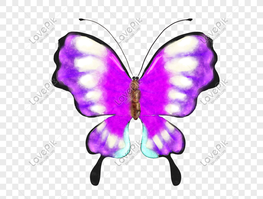 Dibujado A Mano Dibujos Animados Púrpura Gradiente Mariposa PNG Imágenes  Gratis - Lovepik