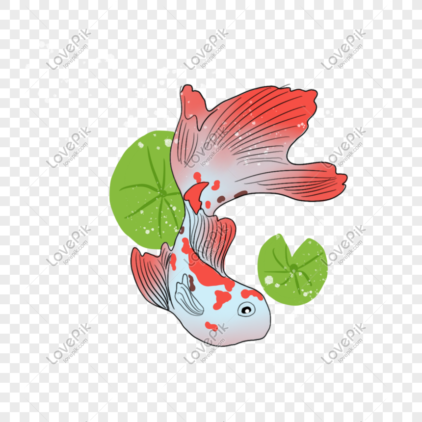 鯉赤シリーズ手描きイラスト縁起の良い鯉pngイメージ グラフィックス