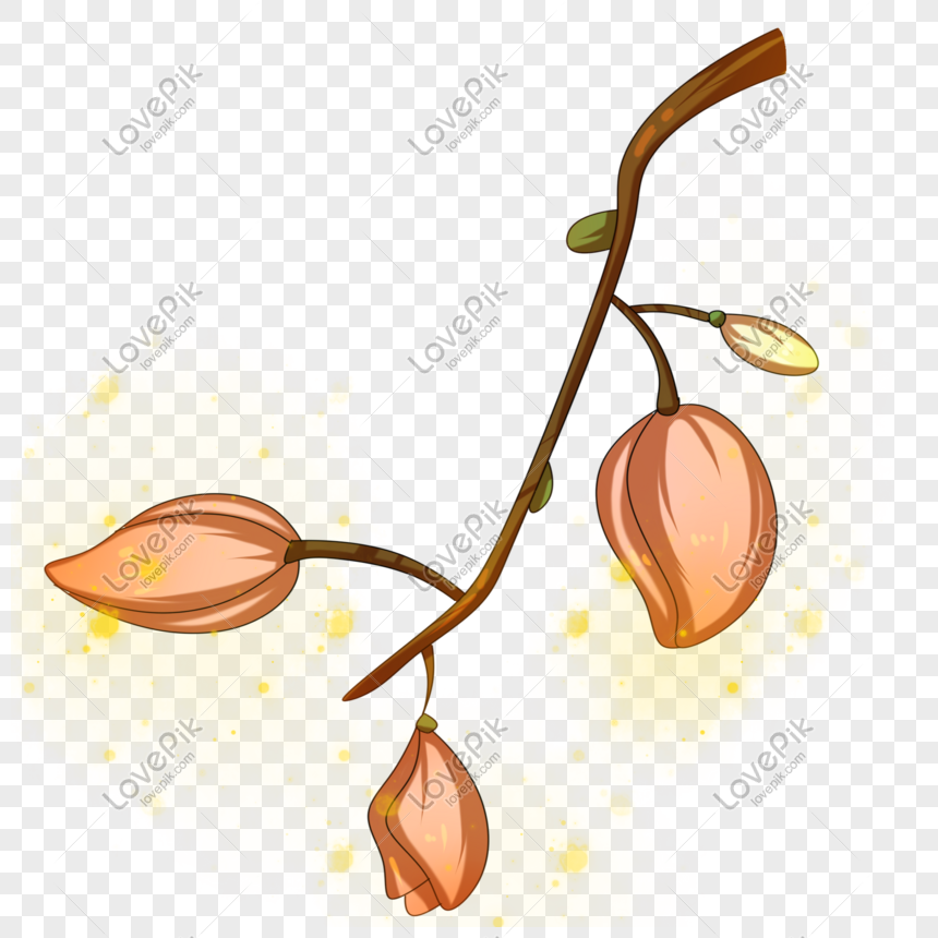 Ilustración De Flor De Magnolia Rosa PNG Imágenes Gratis - Lovepik