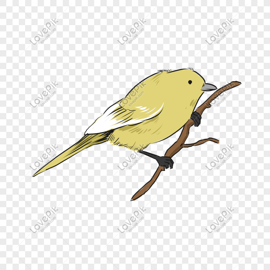 Hình nền Nền Ba Con Chim Vàng Anh Ngồi Trên Một Tấm Gỗ Nền, Hình ảnh Chim  Vàng Anh Cái Background Vector để tải xuống miễn phí - Pngtree