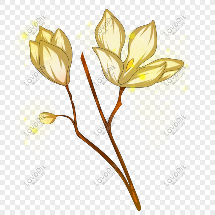 Ilustración De Flor De Magnolia Flores Amarillas PNG Imágenes Gratis -  Lovepik