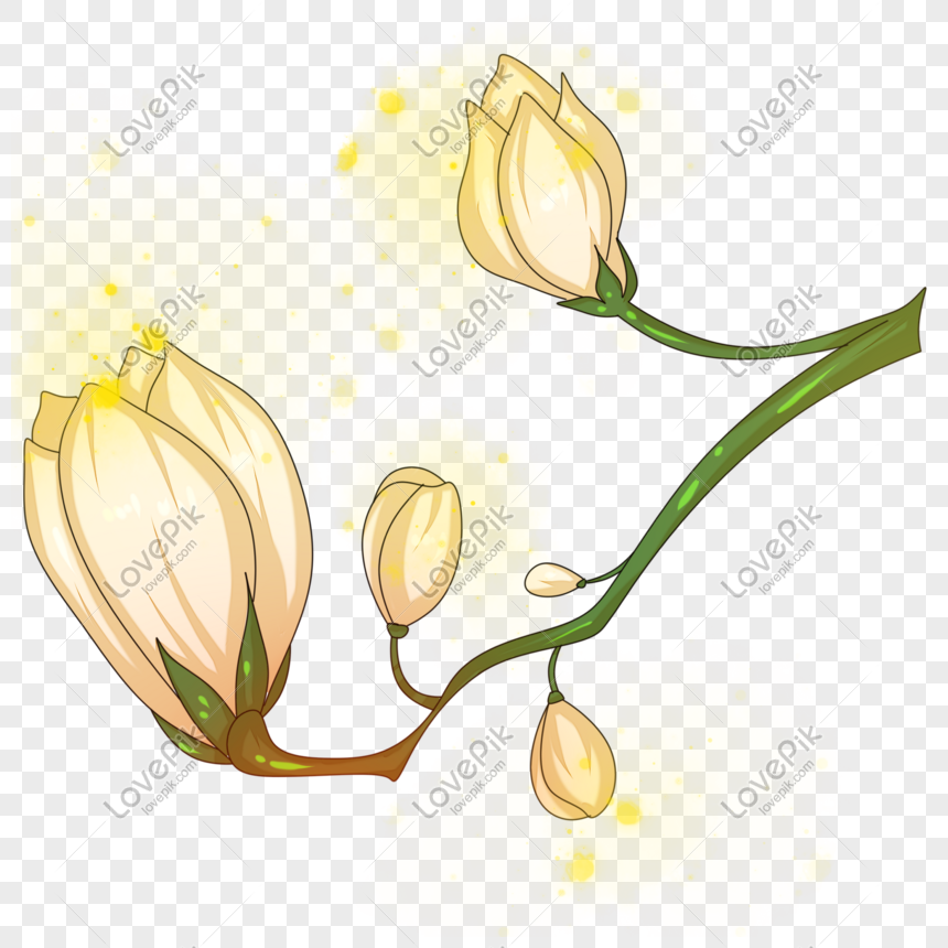 Ejemplo Dibujado Mano De La Decoración De La Flor De La Magnolia PNG  Imágenes Gratis - Lovepik