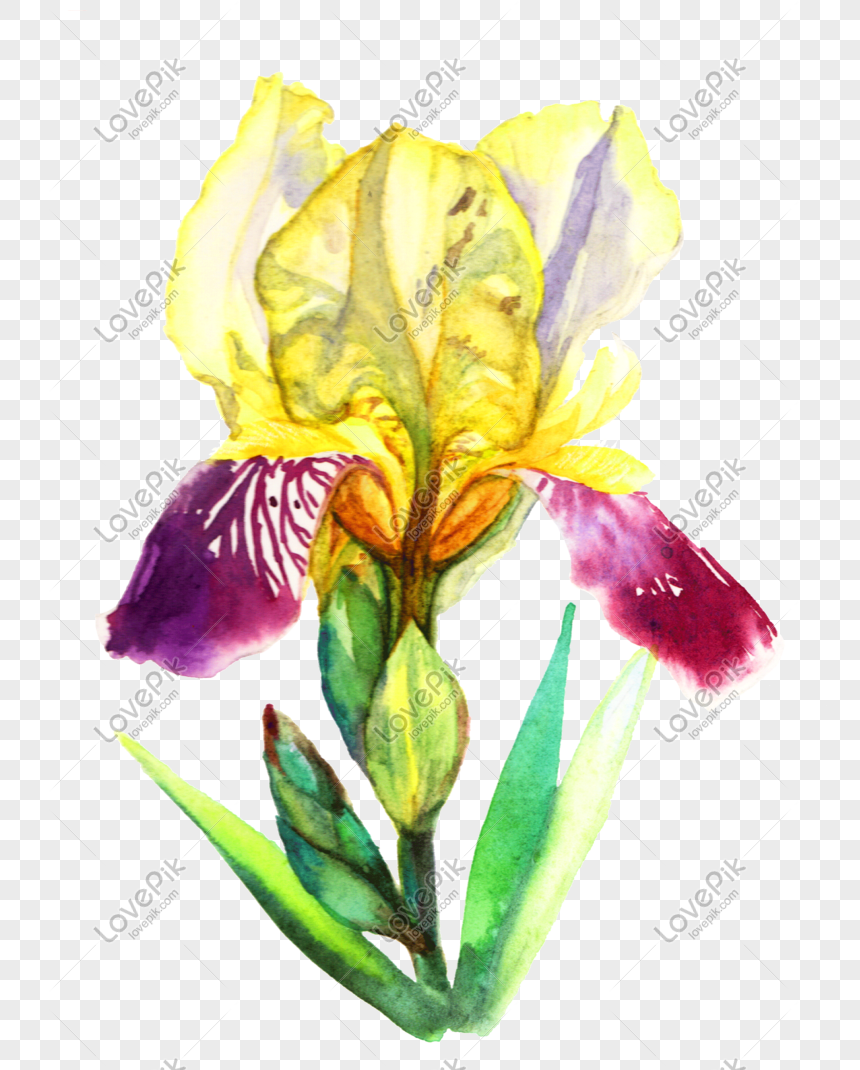 黄色の水彩画の花のイラストイメージ グラフィックス Id Prf画像フォーマットpsd Jp Lovepik Com