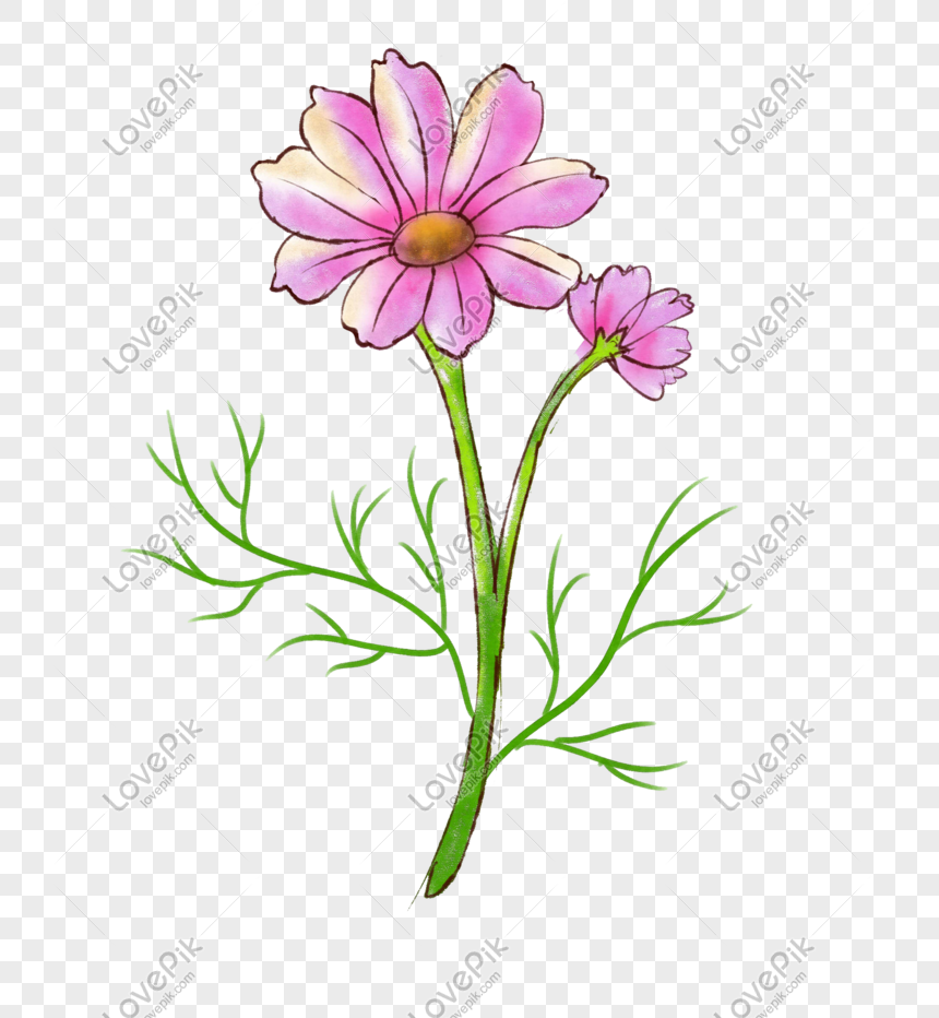 手描き花コスモスイラスト イラスト 毎年恒例の花 花植物 コスモスイラスト フリー素材 透過 Lovepik
