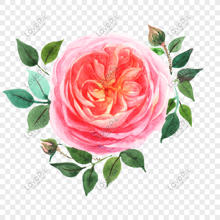 Acuarela Rosa Ilustración Floral PNG Imágenes Gratis - Lovepik
