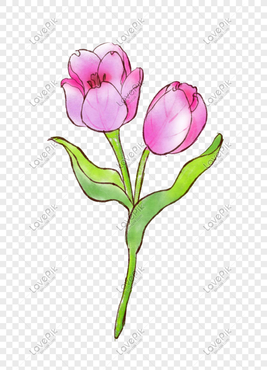 Ilustrasi Bunga Tulip Yang Digambar Tangan Png Grafik Gambar Unduh