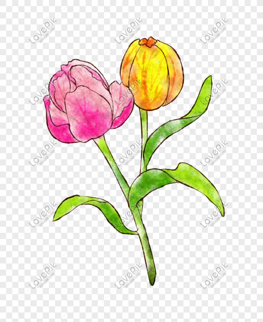 Hand Drawn Floral Tulip Illustration PNG White Transparent And ...