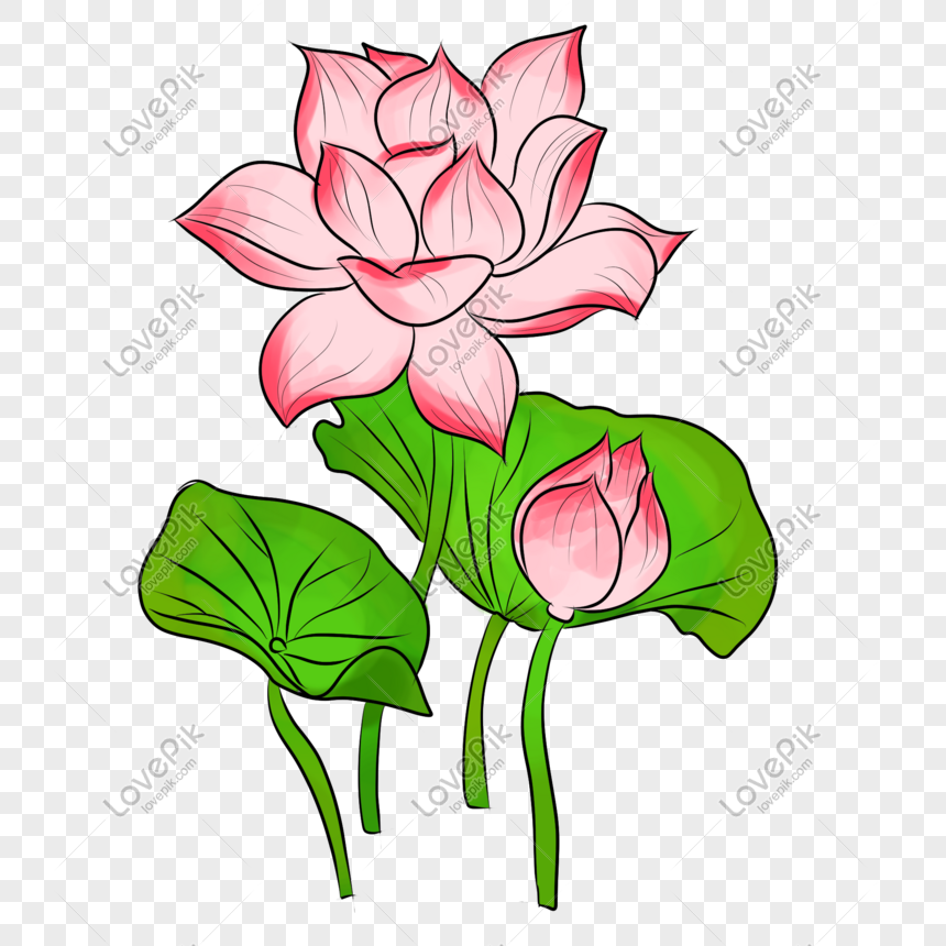Pink Lotus Hand Drawn Illustration PNG Picture And Clipart Image: Tìm kiếm hình ảnh hoa sen đẹp nhất để sử dụng trong thiết kế riêng của bạn? Hãy xem qua những bức hình Lotus màu hồng được vẽ tay để tìm được hình ảnh hoa sen đẹp và độc đáo nhất.