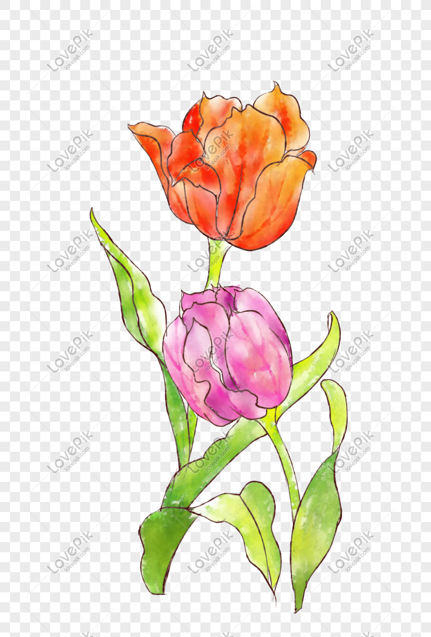 Hình ảnh Hai Bông Hoa Tulip Tuyệt đẹp PNG Miễn Phí Tải Về - Lovepik