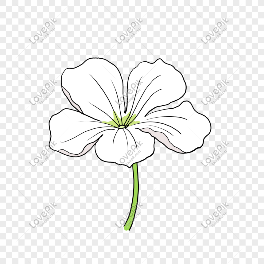 Hand Drawn Beautiful Small Fresh White Flowers PNG Hd Transparent ...