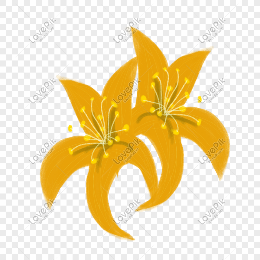 Hand Drawn Lilies Free Download PNG Transparent Background And ...