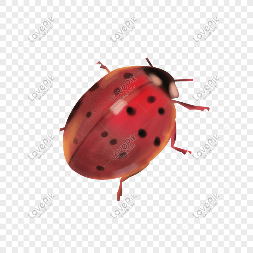 Red Circle png download - 1750*2336 - Free Transparent Ladybird