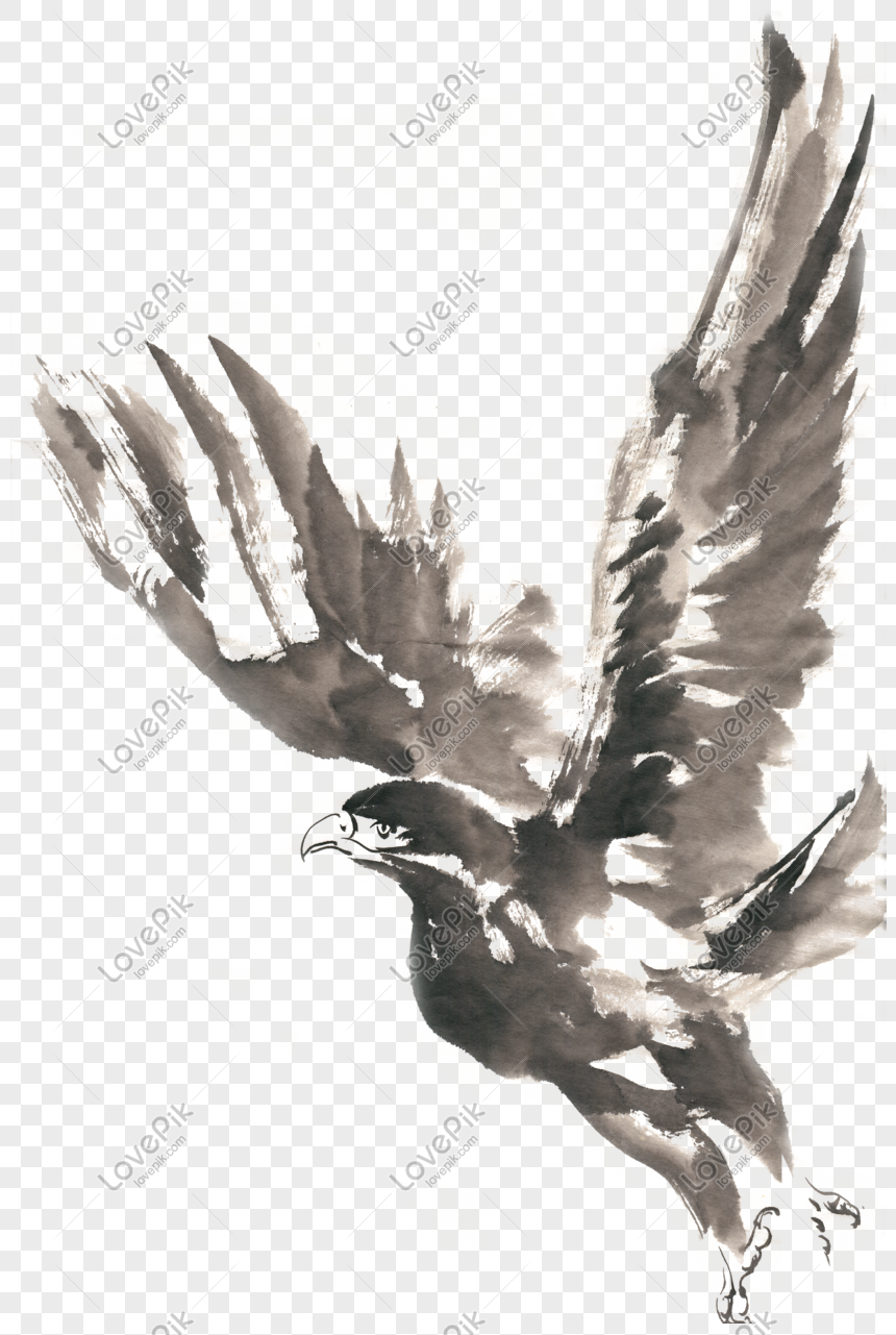 Hình ảnh Eagle Eagle Cánh Mực Vẽ Png Tài Liệu Miễn Phí PNG Miễn ...