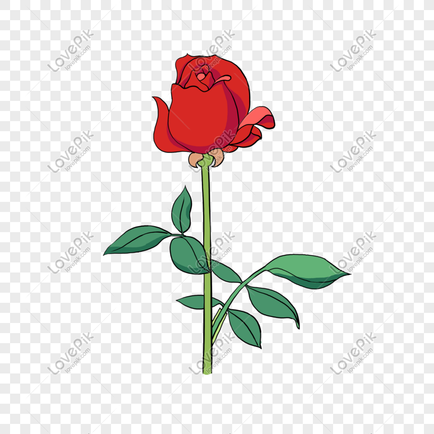 Hình ảnh Hoa Tay Cầm Cây Hoa Hồng đỏ đẹp Cắm Hoa Cửa Hàng Cắm Hoa ...