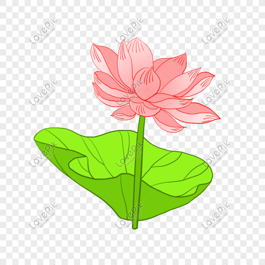 Hoa Sen: Với những đường nét mềm mại cùng màu sắc tươi tắn, ảnh hoa sen sẽ giúp bạn thảnh thơi và cảm nhận được sự yên bình mà hoa sen mang lại.
