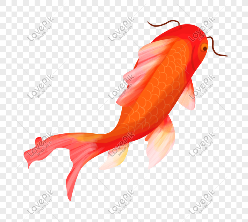 赤かわいい鯉イラスト イラスト 赤い魚 フカヒレ 魚のひげ フリー素材 透過 Lovepik
