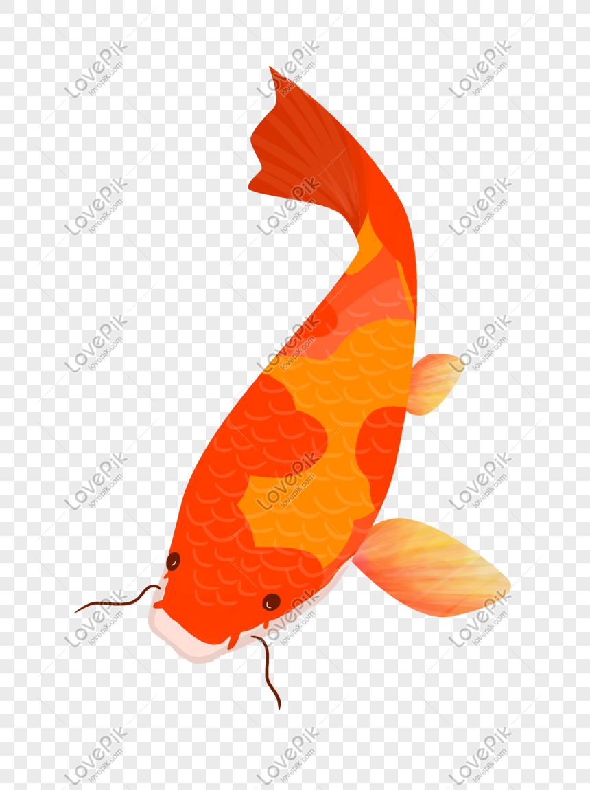 赤かわいい鯉イラスト イラスト 赤い魚 フカヒレ 魚のひげ フリー素材 透過 Lovepik