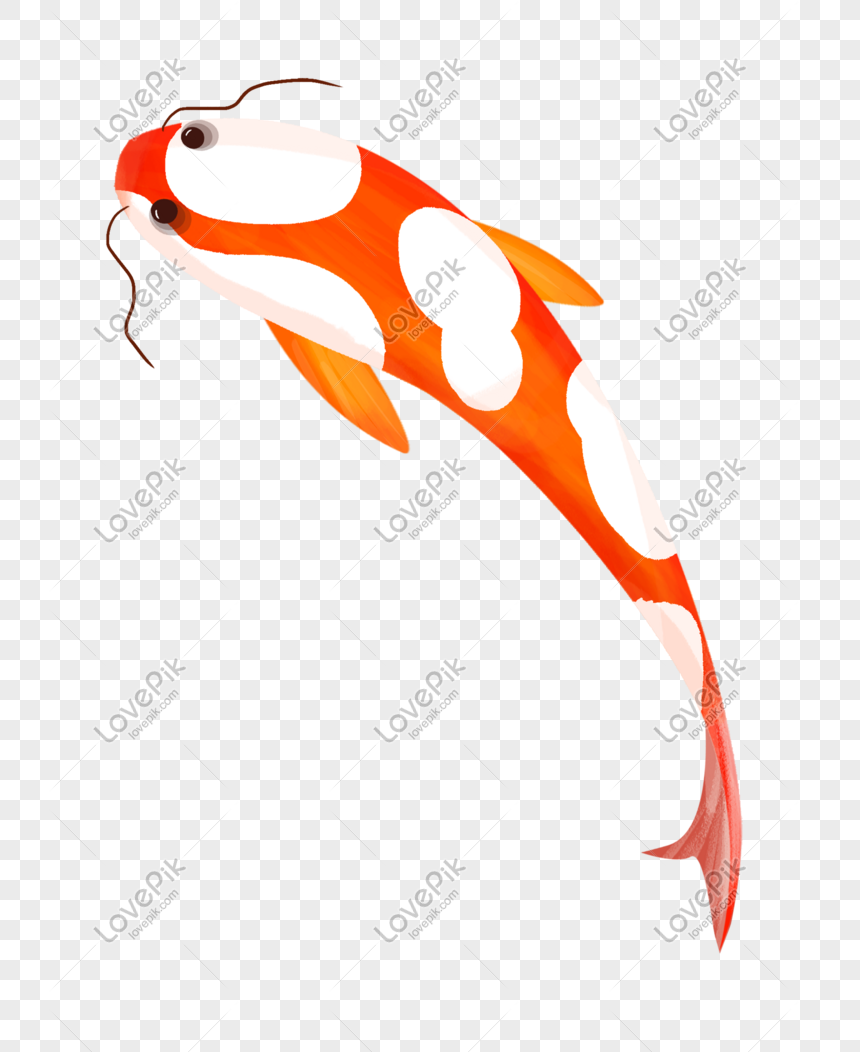 Hình ảnh Vẽ Tay Minh Họa Cá Koi Trắng đỏ PNG Miễn Phí Tải Về - Lovepik
