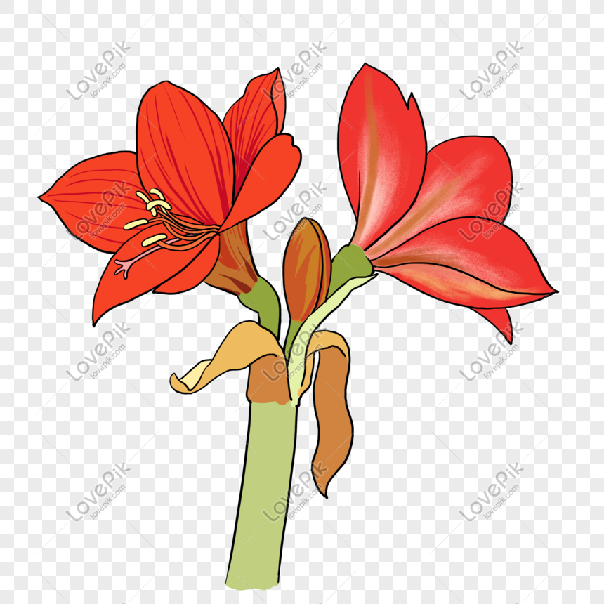 Pintado A Mano Planta Flor Rojo Amaryllis Floristería Arreglo Fl PNG  Imágenes Gratis - Lovepik
