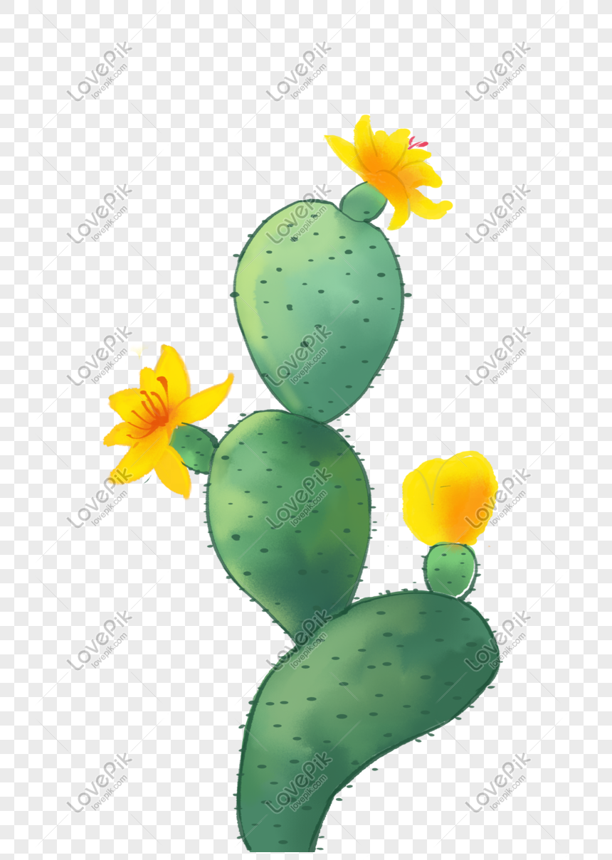 Hand Drawn Cactus Flower Illustration PNG Transparent And Clipart Image For  Free Download - Lovepik | 611554916