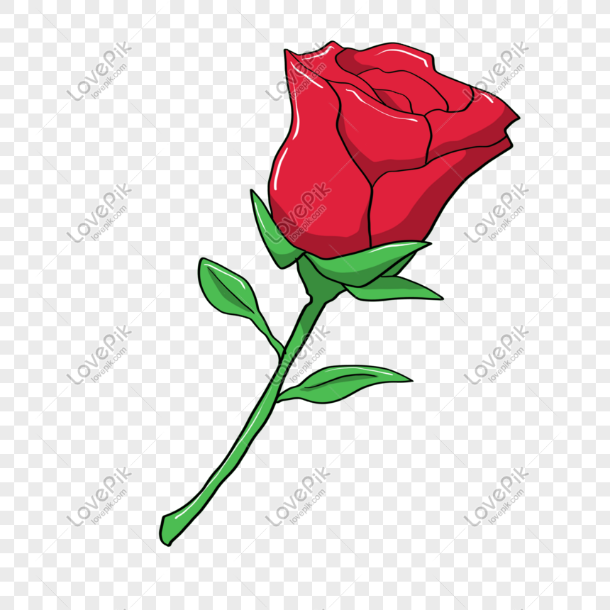 Ilustrasi Bunga Mawar Yang Indah Png Grafik Gambar Unduh Gratis
