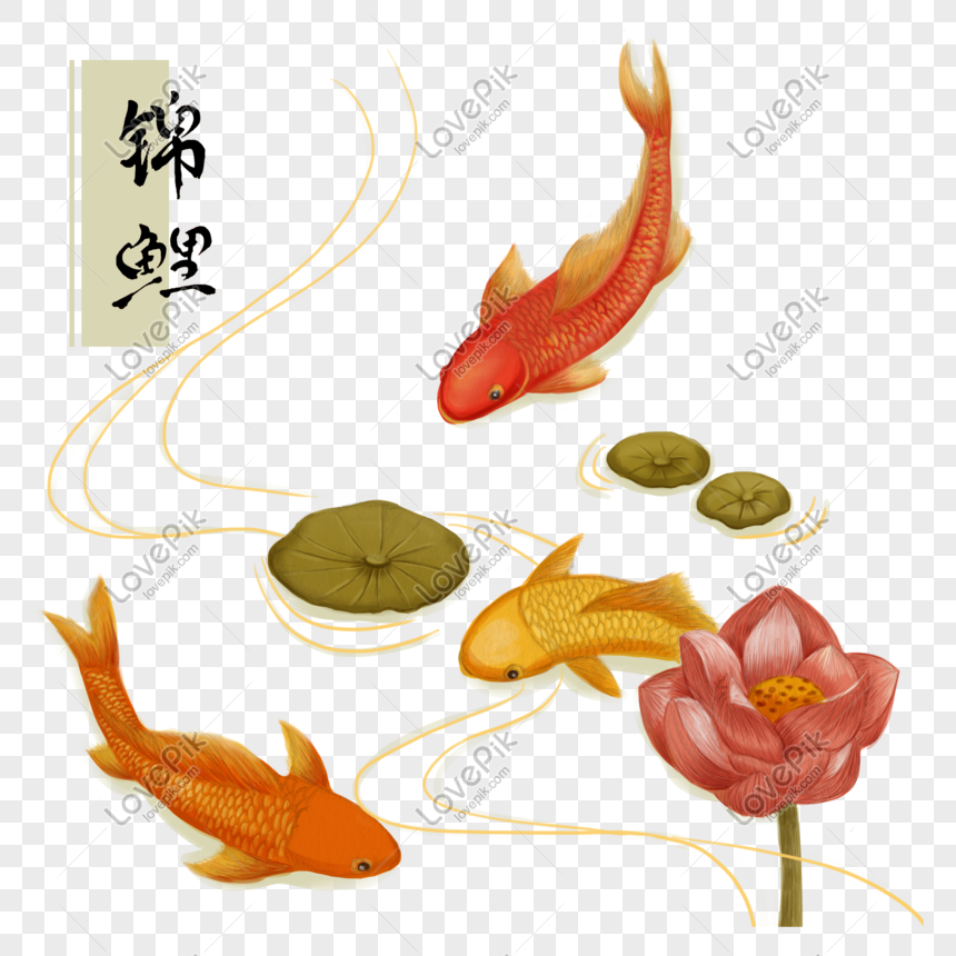 chinese new year koi fish template