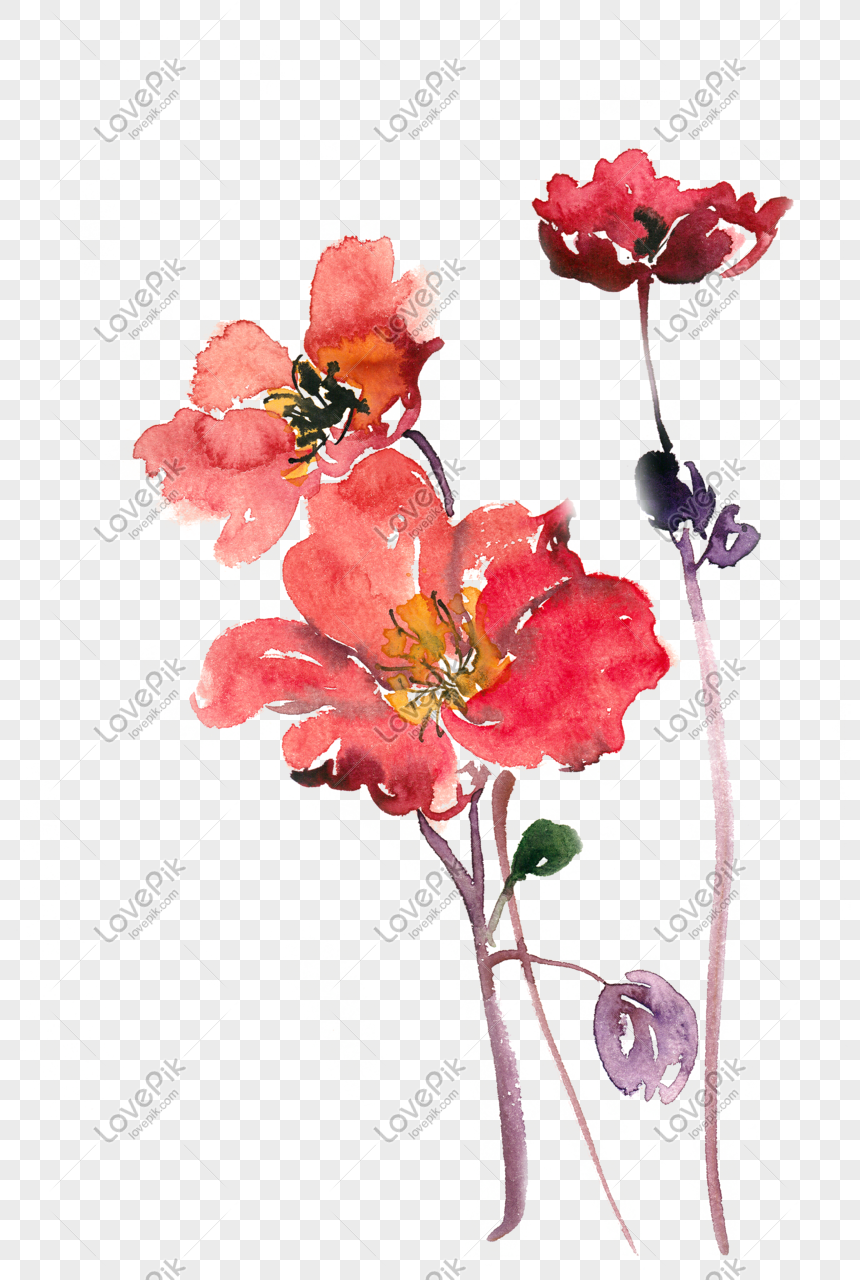 Photo de Matériel Libre Png Aquarelle Fleur Rouge, aquarelle, transparent,  dessiné à la main Graphique images free download - Lovepik | 611622374
