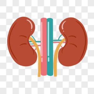 Kidney Images, HD Pictures For Free Vectors Download - Lovepik.com