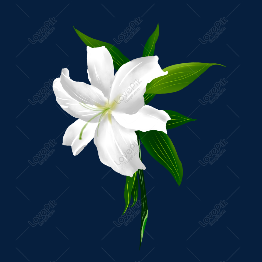 Elemento De Flor De Planta Blanca PNG Imágenes Gratis - Lovepik