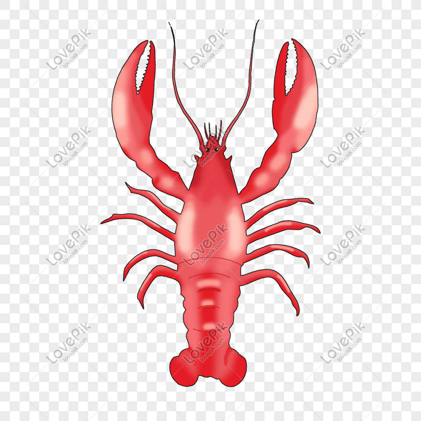 Laut udang lobster LLA :