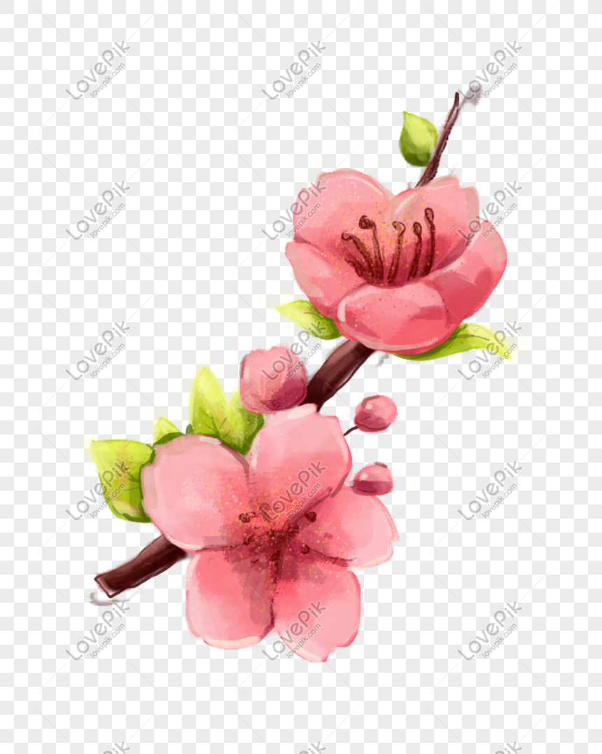 Gambar Tangan Bunga Sakura Ilustrasi Png Grafik Gambar Unduh