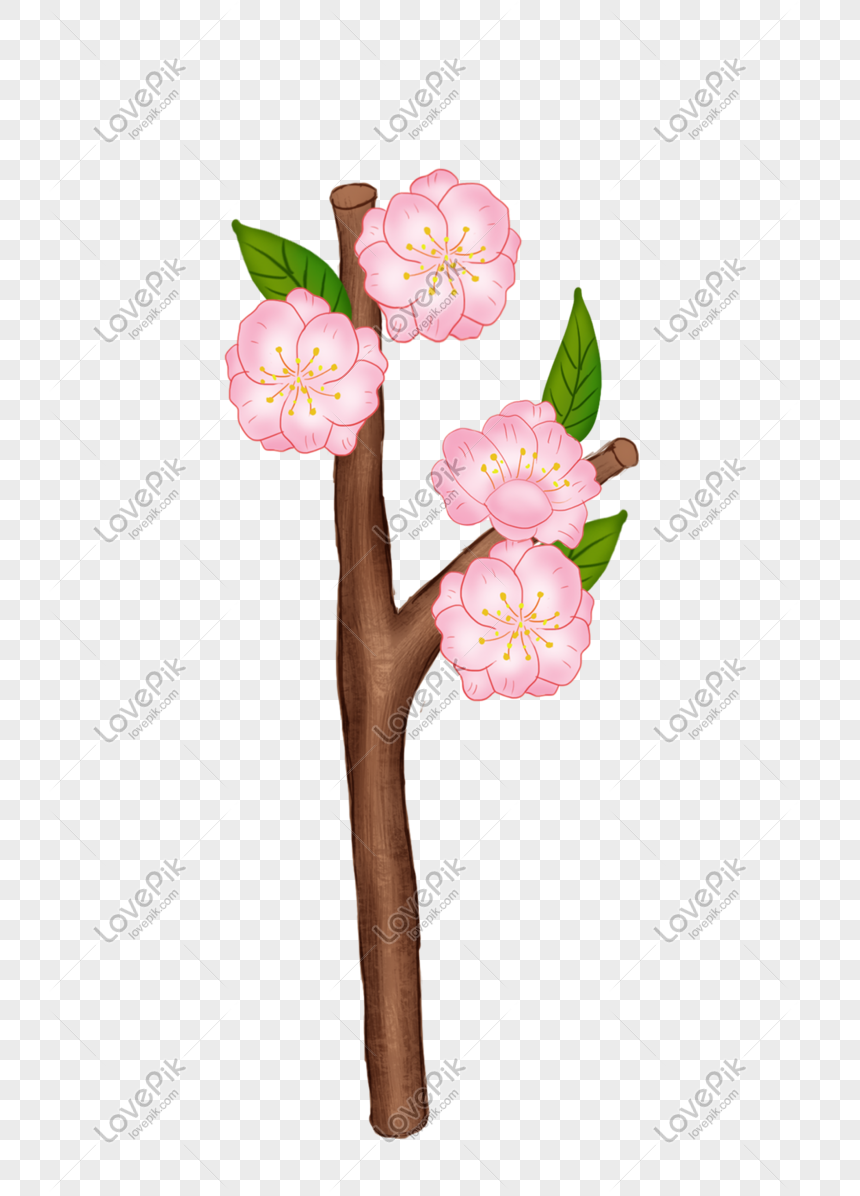 Ilustrasi Bunga Sakura Yang Digambar Tangan Indah Png Grafik