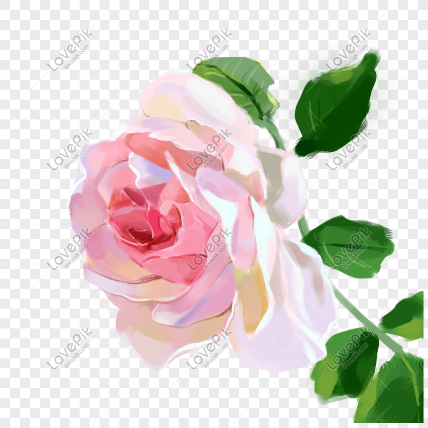 薔薇科月季花獨立枝頭psd圖案素材免費下載 尺寸00 00px 圖形id Lovepik