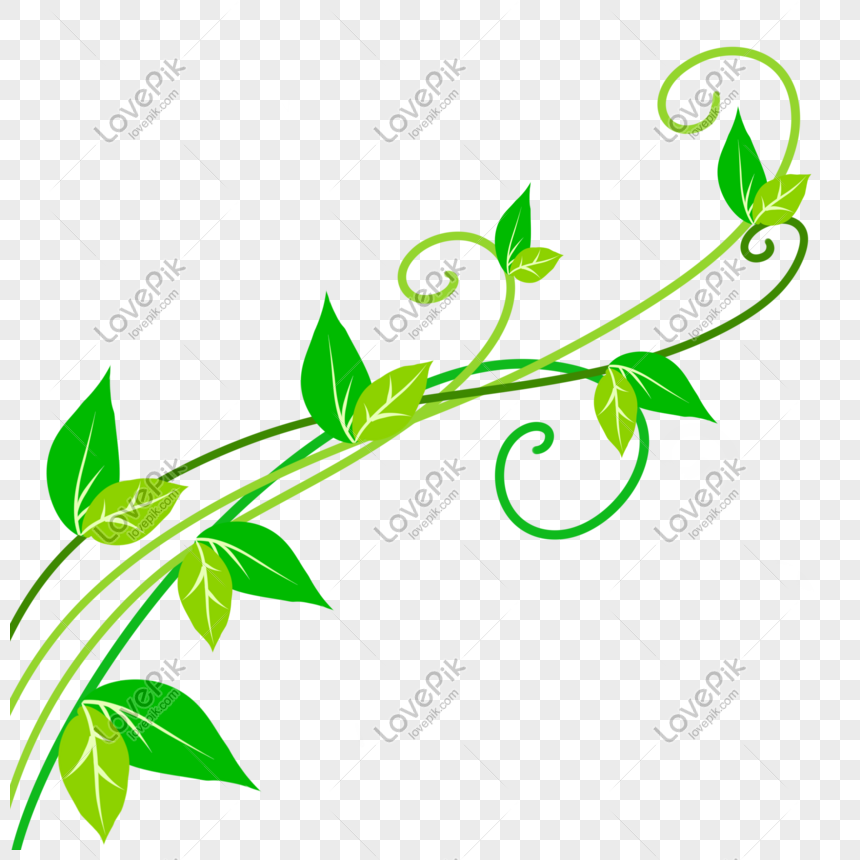 Vine, Green vines, green leafed plant transparent background PNG clipart