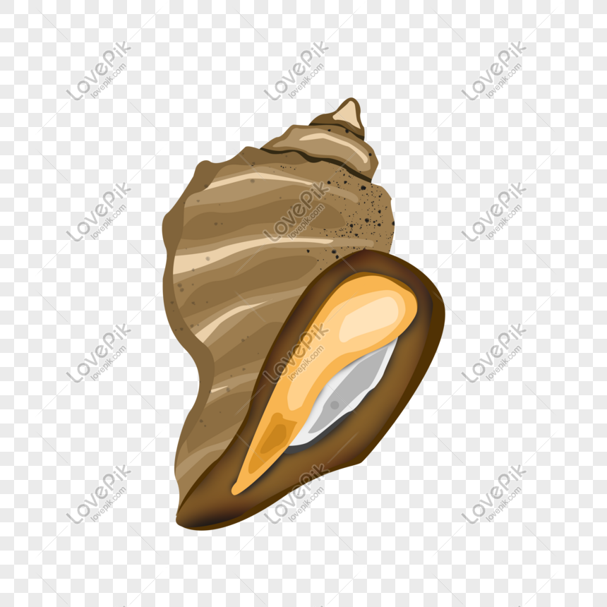 Yellow Conch Hand Drawn Illustration PNG White Transparent And Clipart ...