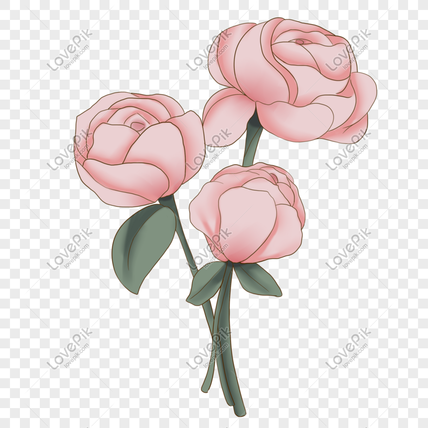  Dibujado A Mano De Dibujos Animados Hermosas Flores De Color Ros PNG Imágenes Gratis