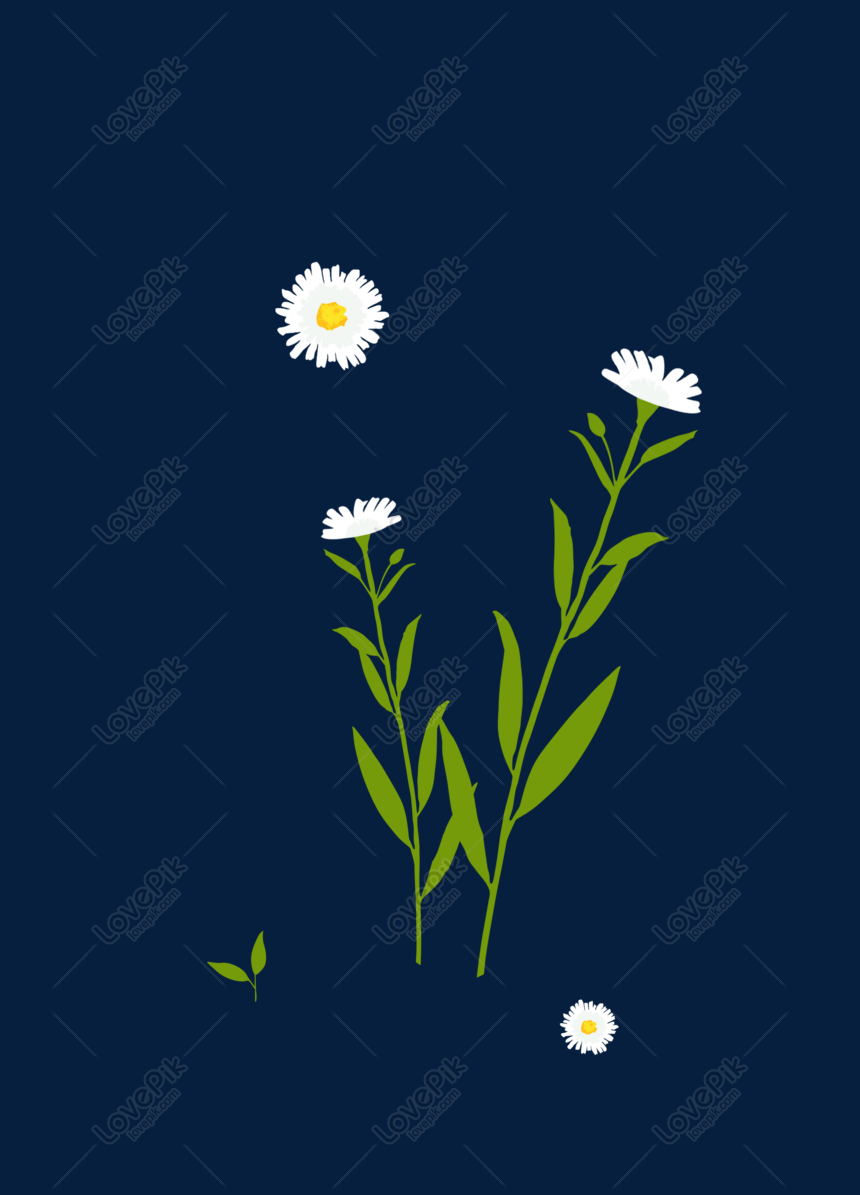 Bunga Aster Putih Kecil Png Grafik Gambar Unduh Gratis Lovepik