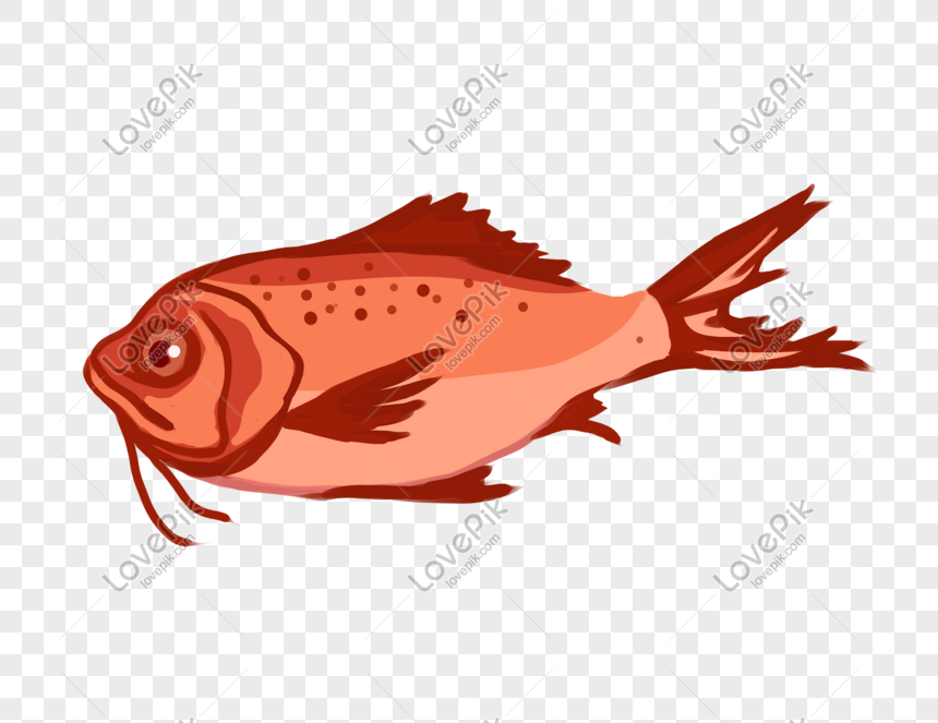 Ilustrasi Digambar Tangan Ikan Merah Png Grafik Gambar Unduh Gratis Lovepik