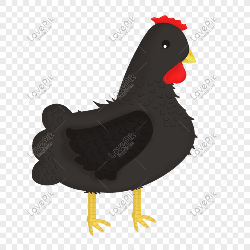 Ilustrasi Ayam Hitam Digambar Tangan Gambar Unduh Gratis