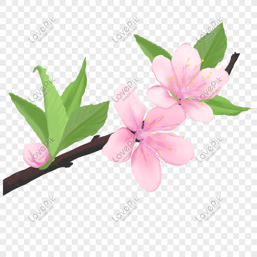 Flor De Planta Flor De Durazno Flor De Primavera PNG Imágenes Gratis -  Lovepik