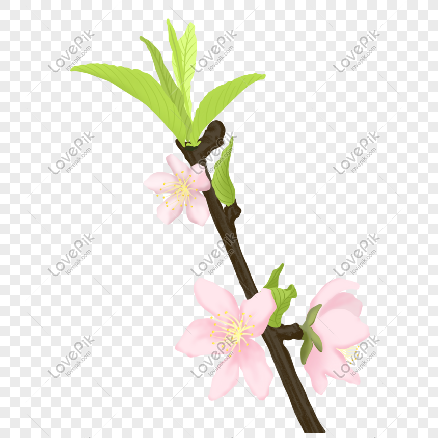 Planta Flor Melocotonero Flor De Durazno PNG Imágenes Gratis - Lovepik