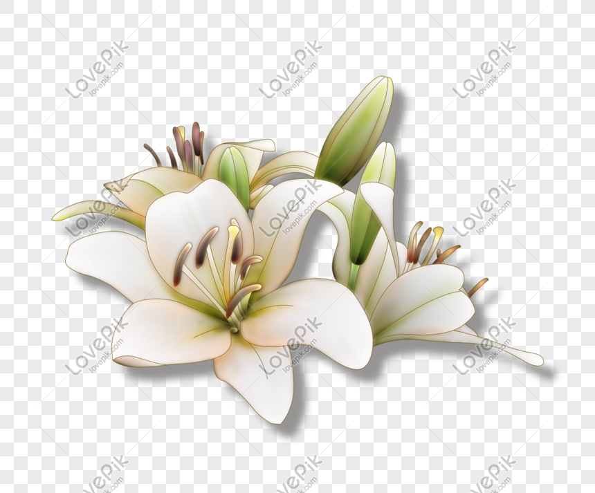 Hình Ảnh Tất Cả Hoa Lily Trắng Tinh Khiết Png Miễn Phí Tải Về - Lovepik
