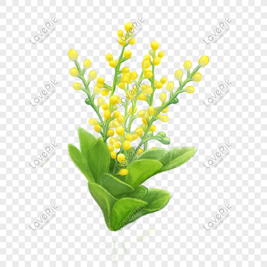 Primavera Primavera Marzo Planta Verde Flor Amarilla Png P PNG Imágenes  Gratis - Lovepik