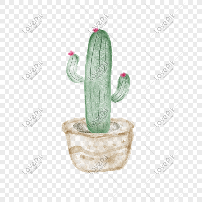 Flor, Cactus, Pintados à Mão PNG, Gráfico De Vetor De Flores De