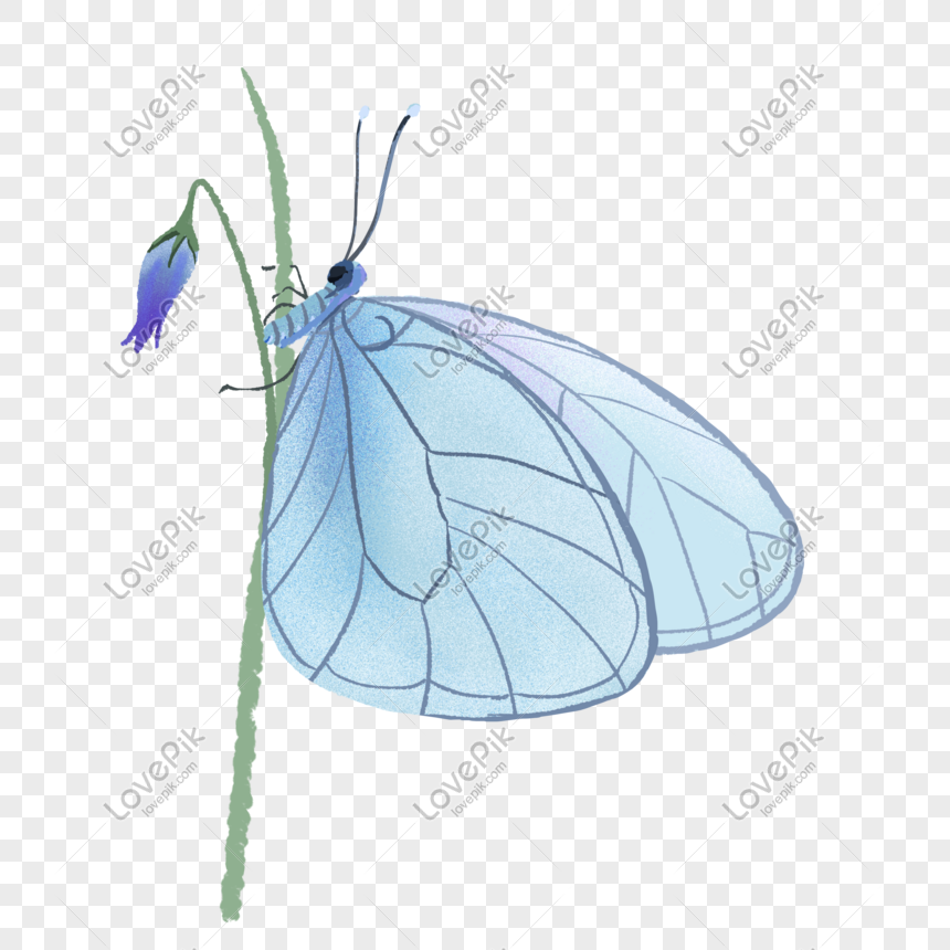 Photo De Beau Papillon Bleu Gratuit Numero De L Image Format D Image Psd Fr Lovepik Com