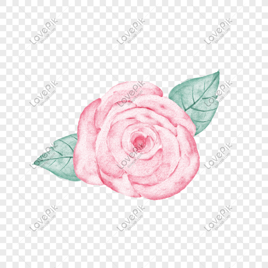 Pintado A Mano Acuarela Rosa Roja PNG Imágenes Gratis - Lovepik