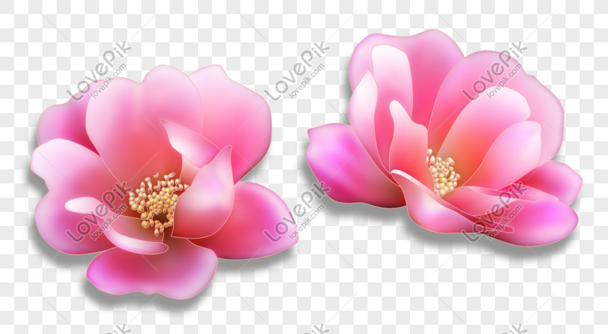 Un Par De Camelia Rosa PNG Imágenes Gratis - Lovepik