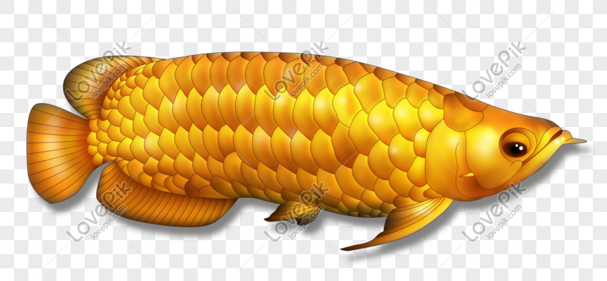 Cá Rồng Vàng: Cá rồng vàng là loại cá được đánh giá cao về giá trị cả về mặt vật nuôi lẫn phong thủy. Hình ảnh của chúng sẽ mang lại sự may mắn và thịnh vượng cho gia chủ. Hãy cùng thưởng thức bức ảnh về loài cá rồng vàng tuyệt đẹp này.