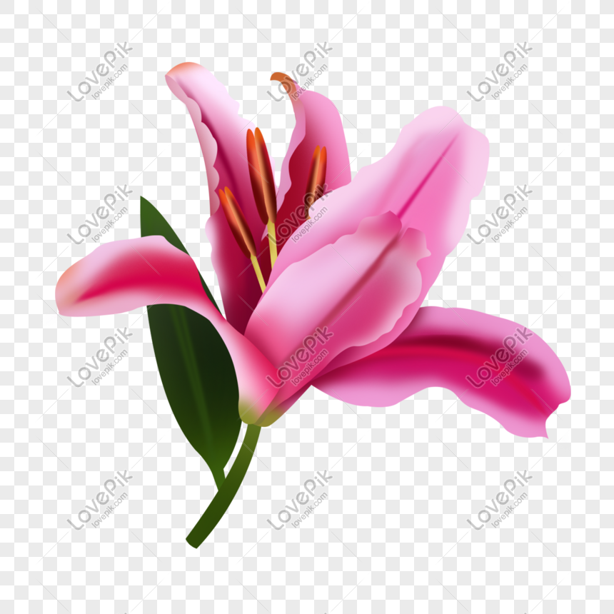 Gambar Bunga Lily Merah Muda Yang Dilukis Dengan Tangan Png Grafik Gambar Unduh Gratis Lovepik