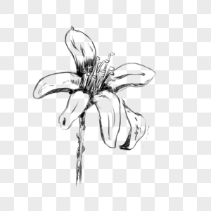 Flower Line Drawing PNG Images With Transparent Background | Free ...